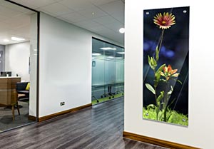 Wildflower - Office Art on Acrylic