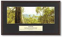 The Rainforest - think before you print