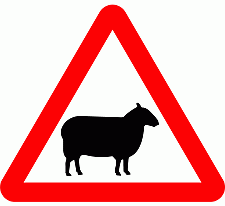 DOT No 549 Beware of Sheep Official Department of Transport Category: Warning Signs / Official schedule number: 1
